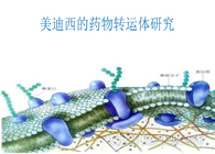 美迪西的药物转运体研究服务