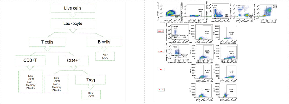 Data-shown-was-Mouse-Treg&Teff-Panel_mouse_Tumor.jpg Data-shown-was-Mouse-Treg&Teff-Panel_mouse_Tumor.jpg