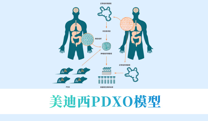 实验猴要退场？肿瘤研发何去何从？看美迪西PDXO模型如何接棒